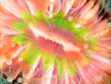 Marine Abstract 3rd Place - Devonshire Cup Coral by Alex Tattersall
